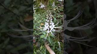 Daun kumis kucing manfaatnya untuk kesehatan#shorts #short #viral #tanamanherbal #tanaman