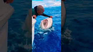 #shark #sea #sealife #viralvideo #travel #youtubeshorts