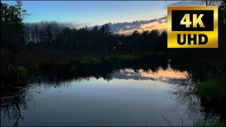 Spring Peepers in Surround Sound - (Dusk in a Maine Swamp)