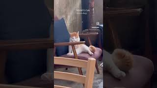 치즈냥이 있는 익선동 카페 식물 #cat