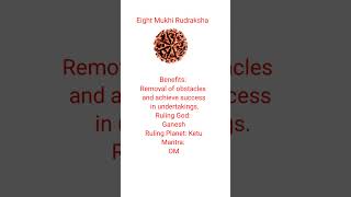 Eight Mukhi Rudraksha #shorts #rudraksha #ytshortsindia