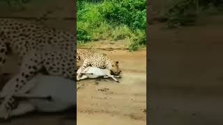 Cheetah 🐆 Attacks Mercilessly!! #cheetah# wildlifeattack#shorts#