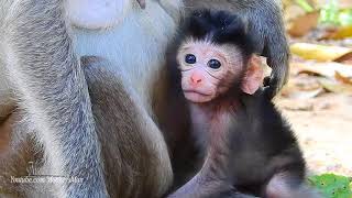 Cute Newborn Baby Monkey Can't Stand, So Sharking, Daily Monkeys Man#1187