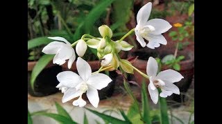 Spathoglottis plicata - Terrestrial Orchids - White Alba spathoglottis & Pink Flower