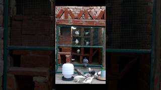 How to make a new Designed Pigeon house