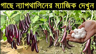 গাছে ন্যাপথোলিনের আশ্চার্য ব্যবহার, Boost Your Plant Growth with Naphthalene: Ultimate Plant Hack!