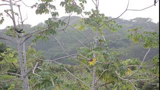 Toucans in Uvita, Costa Rica