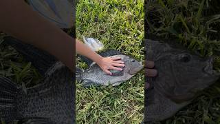 Massive tilapia caught😳 | #fishing #gofishingearnmoney #bassandwhiskers #fishing  #tilapia #viral