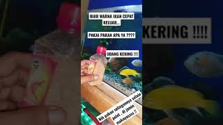 Pakan Alami dan Ampuh buat warna ikan cepat keluar #pakanikan #pakanikanbuatwarna #warnaikancerah