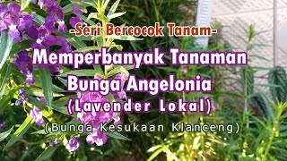 Memperbanyak Tanaman Bunga Angelonia Alias Lavender Lokal Kesukaan Klanceng