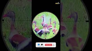 Two Ducks with one Pellet Hunting with Airgun