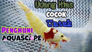 Mengenal Jenis "UDANG" Hias | Wajib Untuk Koleksi Di Aquascape.