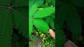 TOUCH ME NOT PLANT At My Garden 🌿 || Vedabh Vlogs #ytshorts #shorts