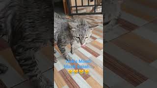 siboy kucing jinak habis mandi