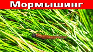 Мормышинговый "твичинг" окуня на Fish Tail