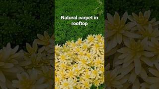 Colourful natural carpet in terrace garden#sedum blanket#natural grass#sedum plant#shorts