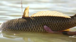 CARPLAND: Fly fishing for Carp in Denver, Colorado