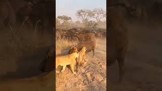 Most viral lion attack video #shorts #ytshorts #lionattack #hunting #buffallo #bull #wildlife