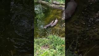 Otters at Buckfastleigh Sanctuary