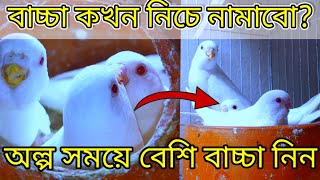 বাজরিগার পাখি 🐦 হাঁড়িতে বাচ্চা থাকা অবস্থায় আবার ডিম দিলে করনীয়।