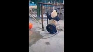 #shorts #panda #funnyvideo #ttending