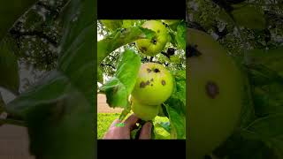 Applescab #agricolturaitaliana #agriculture #femalefarmer #orchard #apple #venturiainaequalis