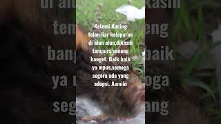 kucing telon#kucingliar #kelaparan #youtubeshorts