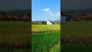 PERUMAHAN DI TENGAH SAWAH YANG BIKIN BETAH #shorts