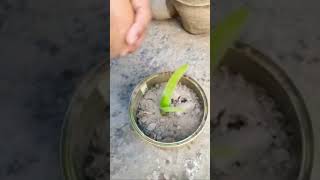 How to Grow Aloe vera plant at home #shorts #youtubeshort #shortsvideo