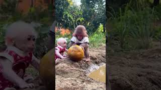 BIbi and Lala try to scoop up a dried grapefruit