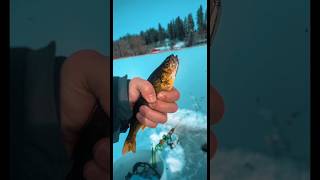 #fishing #icefishing #perchfishing #perch