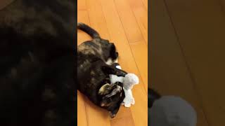 Violent cat bites penguin