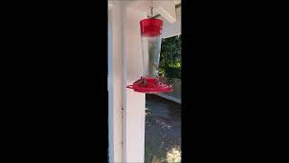 Honey Bees Drain Humming Bird Feeders   #Shorts