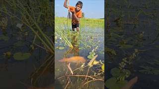 Rural Boy Hunting big fish by traditional teta in Beel water #fishing_by_teta #teta_fishing #shorts