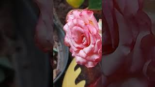 flowering in  Rose plant