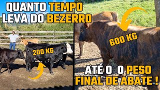 QUANTO TEMPO LEVA DO BEZERRO ATÉ O PESO FINAL DE ABATE !