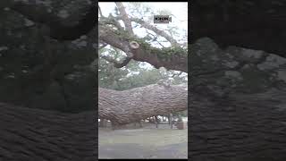 An Awesome Tree #amazing #nature #tree #huge #crazy #remarkable #largetree #jgkix