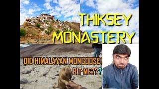 DID HIMALAYAN MONGOOSE BITE ME??? | THIKSEY MONASTERY