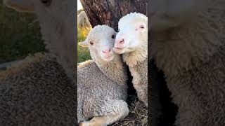 Beautiful Sheep and Cows #shorts #islam #youtubeshorts #viral