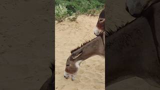 #animals #donkey #youtubeshorts #shorts #shortsfeed #pets