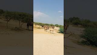 خطوط الجمل #shorts  #shortvideo