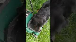 Rottweiler V Lawnmower 🤣🤣🤣