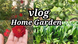 Home Garden Vlog |  Garden vlog