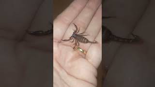 Escorpion Nuevo bichito