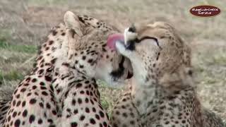 Selenkei the Cheetah and Cub Grooming Each Other - Ol Kinyei, Maasai Mara