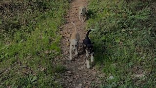 Yol Kenarına Atılan Yavru Köpekler Çok Acıkmış | Mamayı Görünce Koşa Koşa Geldiler