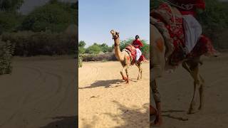 Handsome camel in the world 🌎 #shorts