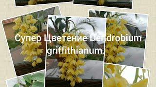 #Супер#Цветение#Dendrobium#griffithianum.  Супер Цветение Dendrobium griffithianum.