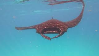 Manta Rays on the Ningaloo Reef, WA