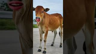 funny cowboys video #ytviral #funny #crazycow #funnyanimal #funnycow #funnyfarmanimal #pets